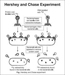 Check spelling or type a new query. Hershey And Chase Experiment Microbiology Study Biology Labs Biology Notes