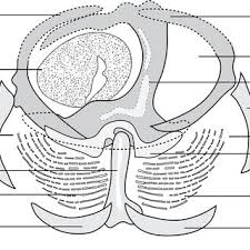 Image result for Cyclocotyla