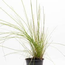 Image result for Eleocharis caduca