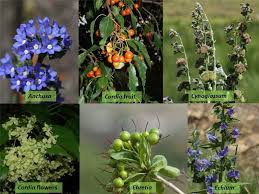 Image result for Boraginaceae