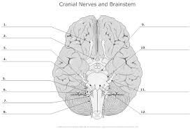2 major structures and functions of the brain discovering the. Free Human Body Worksheets For Class 3 2021 In 2021 Anatomy And Physiology Cranial Nerves Human Anatomy And Physiology