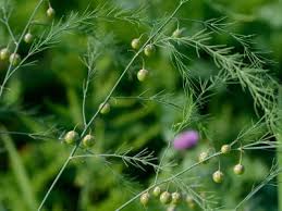 Image result for Asparagus officinalis