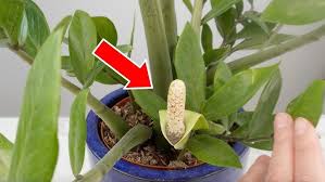 Image result for Zamiokulkas Zamioculcas