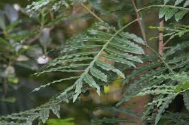 Image result for Filicium decipiens