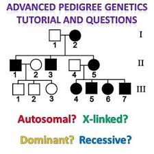 Pedigree Genetics Advanced Pedigree Tutorial And Question Packet Teaching Biology Biology Classroom Genetics
