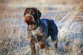 It's all here and free! Breed Profile The German Wirehaired Pointer Covey Rise Magazine
