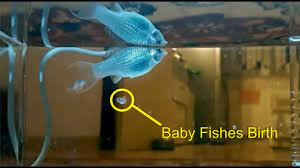 This is a list of mothers said to have given birth to more than 20 children and men said to have fathered more than 25 children. Molly Fish Care And Birth Lovetoknow