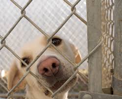 We have 10 acres for a shelter in morrilton, ar. Arkansas Owner Of Animal Rescue Shelter Arrested For Bestiality Opposing Views