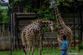 Ini lah alasan asal usul penjara manusia, di mana setiap insan yang. Kebun Binatang Bandung Tutup Hingga 29 Mei 2020 Antara News