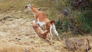 Puma takes on Guanaco 3 Times Her Weight | Puma takes on Guanaco 3 ...