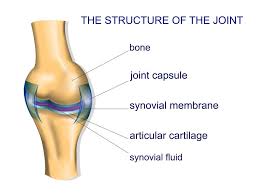 This type of joint allows for some movement. What Is A Synovial Joint 3d Muscle Lab