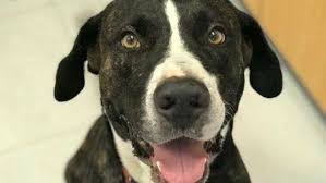 Dog On The Mend After Savage Beating Caught On Cctv Dog Films Dogs Animal Advocacy