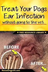 The Secret To Getting Rid Of Ear Infections In Your Dog At Home In 2020 Dogs Ears Infection Dog Ear Infection Remedy Dog Ear Cleaner