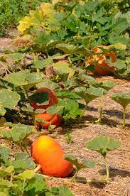 This is a list of companion plants. Pumpkins And Companion Planting