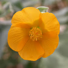 Image result for Abutilon