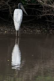 The Llanos — Exotica Esoterica