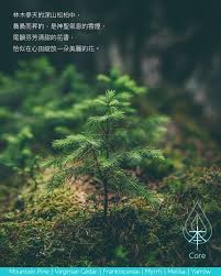 木元素 本core in 2021 frankincense myrrh photo photo credit