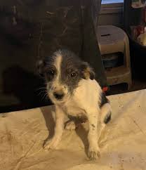 Found two large breed male puppies in NC?