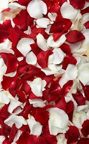 Flowers hd wallpapers in high quality hd and widescreen resolutions from page 2. Red White Petal Flowers Hd Wallpaper Best Iphone Wallpaper Red And White Wallpaper Flower Mobile Petals