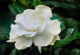Image result for Gardenia imperialis
