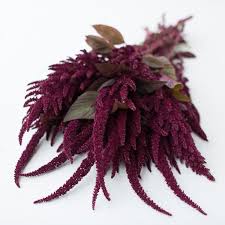 Amaranth Opopeo Flower Farm Amaranth Amaranth Flower