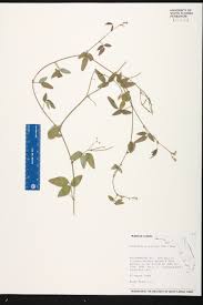 Image result for Desmodium scorpiurus