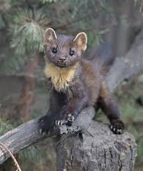 Image result for kuna lesní obrázky