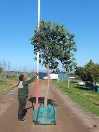 Image result for Syzygium cordatum