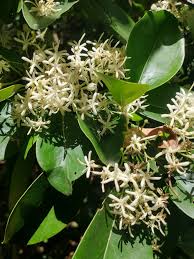 Image result for Coptosperma zygoon