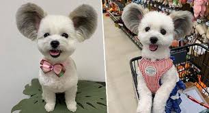 In this article, we look at some of the most desirable papillon mixes to help you decide which one would be the perfect pup for you and your family. This Incredibly Cute Maltese Papillon Mix Has Large Ears That Look Like Mickey Mouse Ears Dogs Addict