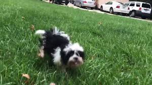 Lancaster puppies has your shih tzu for sale. Imperial Shih Tzu Puppies For Sale In Nc Youtube