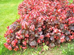 Image result for Begoniaceae