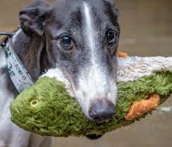 Run To Death: The Rise & Fall Of Greyhound Racing