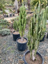 Image result for Euphorbia dedzana