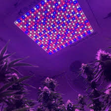 Clip one end of each of the ratcheting rope hangers to the hanging/anchor point on the ceiling, and the other end to the metal hanger clips attached to the light. Phytomax 2 1000 By Black Dog Led Grow Lamp Lighting Information Growdiaries