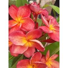 Maybe you would like to learn more about one of these? Upland Nursery Plumerias Water Plants Unusual Perennials Drought Tolerant Plants Bonsais And Rare Fruit Trees Upland Nursery