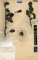 Image result for Agelanthus toroensis