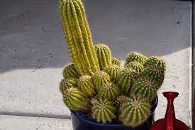 Hello ive had my moon cactus for about 3 years now and shes been in this condition for closer to a year now. Xtremehorticulture Of The Desert Argentine Cactus Is Yellowing