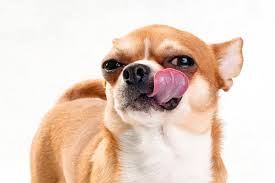 These sleeves cover a specific part of the body, preventing your dog from licking the wound. Should Dogs Lick Wounds How Saliva Licking Affect Healing Wounds
