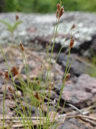 Image result for Bulbostylis megastachys