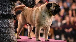 The westminster dog show is a competition hosted by the american kennel club that brings dogs of all breeds from around the world together to compete in agility, obedience and conformation contests. Mrely0kmk89nmm