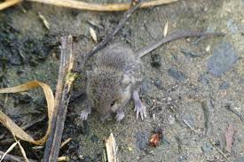 I cared for him by keeping him on a heating pad, feeding him watered down kitten formula. Linda Thompson On Twitter Tail Looks Long But Ears Look Small Baby Field Mouse Or Rat Ulsterwildlife Ronaldsurgenor Irishwildlife