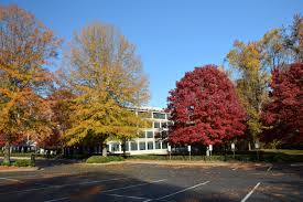 Using Georgia Native Plants: Parking Lot Maples