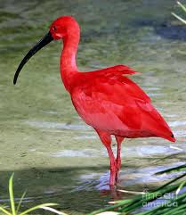 32 Amazingly Beautiful Red Animals You Need To See Beautiful Birds Most Beautiful Birds Birds