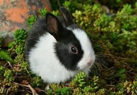 In Case You Are Searching For A Pet That Is Not Only Adorable But Easy To Keep Then Look No Further Than A Fa Animals Black And White Rabbit Animal Wallpaper