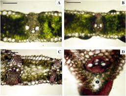 Image result for Xerophyta scabrida