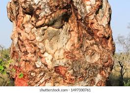 Image result for Sclerocarya birrea