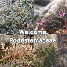 Image result for Podostemaceae