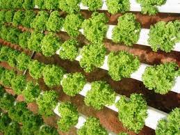 Growing hydroponic vegetables has many benefits. Are Hydroponically Grown Vegetables As Healthy As Conventional Ones