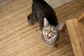 There have been a couple clinical trials of one yucca extract in dogs (3) and one in cats (4) reporting some decrease in the odor of flatulence, and no significant adverse effects were reported. 10 Reasons Why Cats Make Better Pets Than Dogs